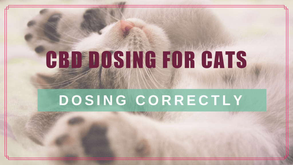CBD Dosage Guidelines for Cats