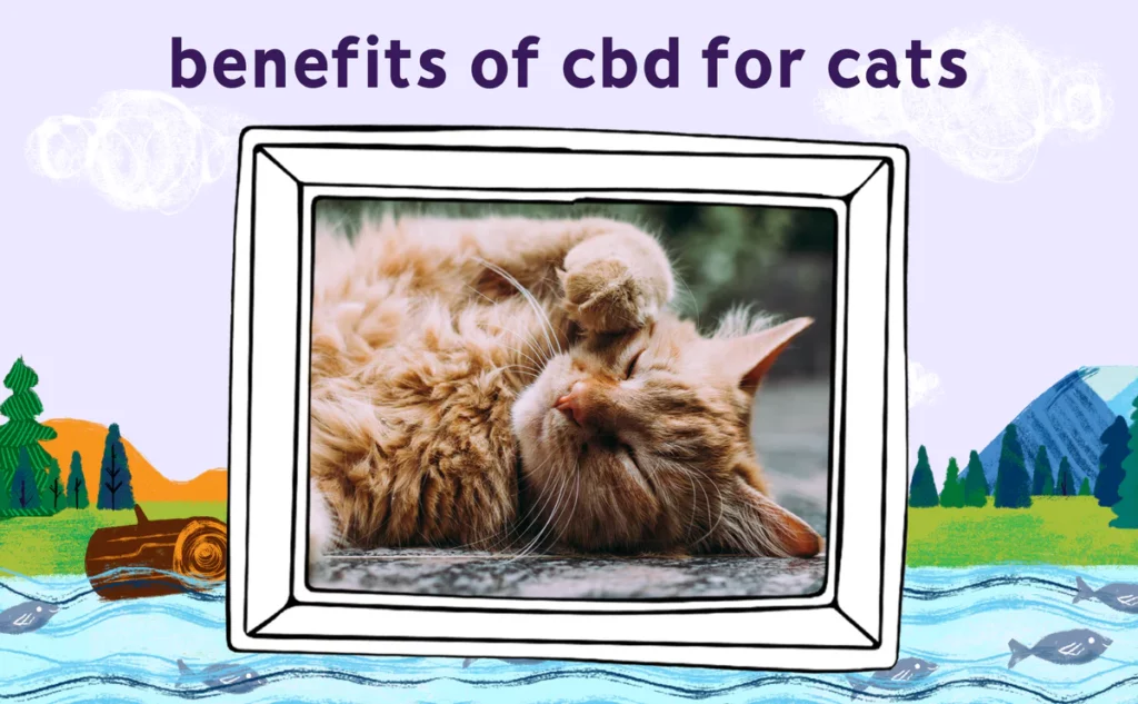 Potential Benefits of CBD for Cats