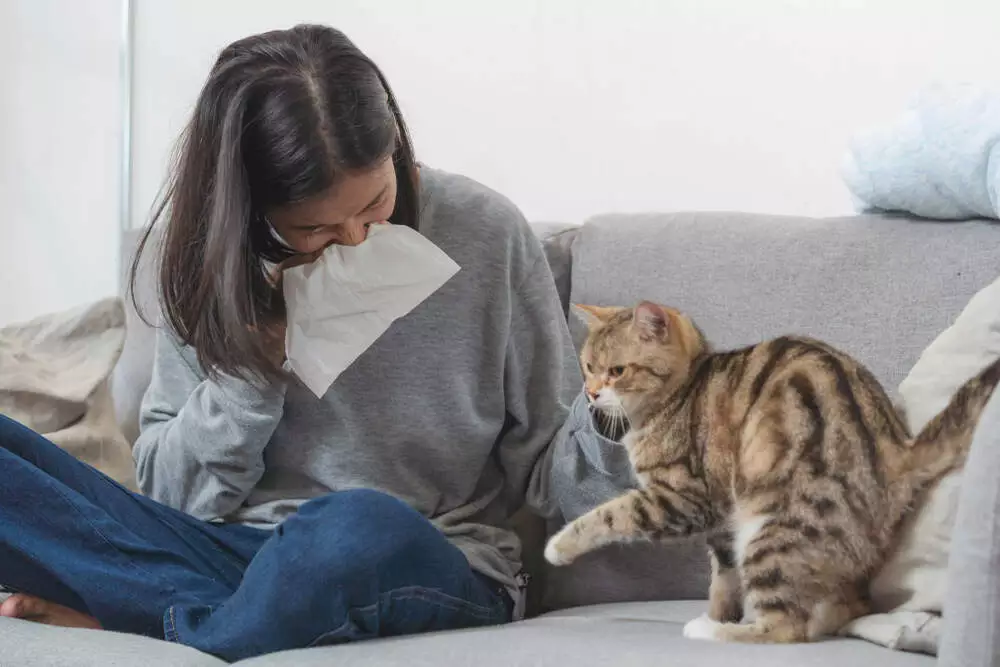What Causes Cat Allergies? cat allergy medicine