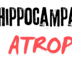 Hippocampal Atrophy