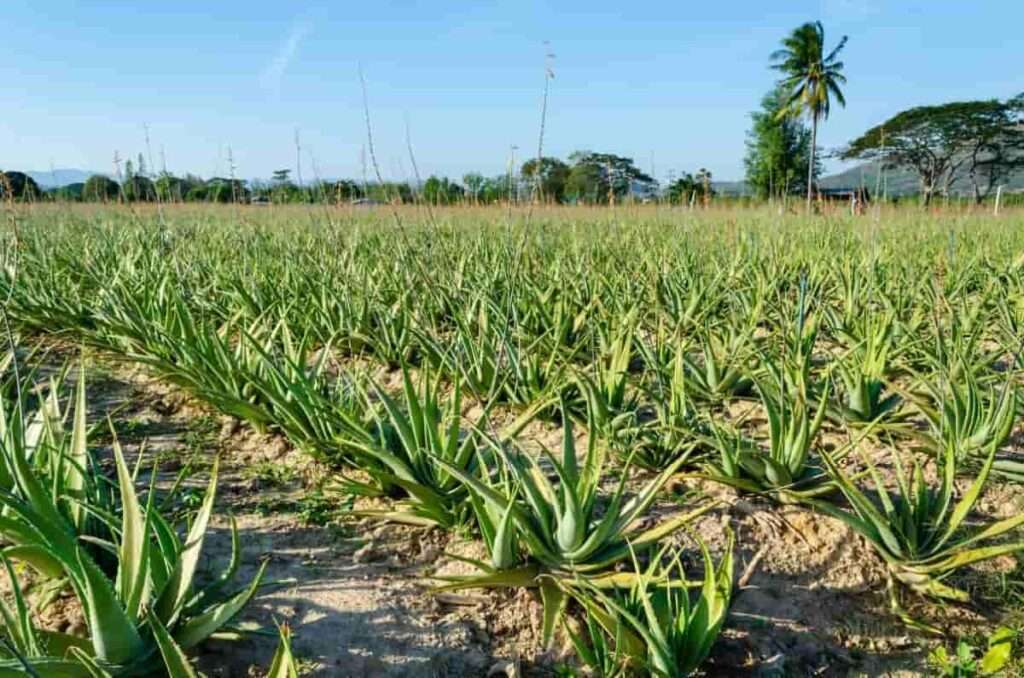 aloe vera